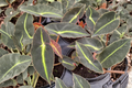 Begonia Listada Live Plant, Velvet Stripe Foliage, 4-Inch Pot, Tropical Houseplant, Indoor Decor, Rare Begonia, Begonia listada