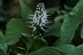 Lavender Cat Whiskers Live Plant in 4-Inch Pot, Orthosiphon aristatus, Java Tea, Tropical Perennial for Pollinator Gardens