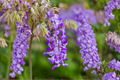 Amethyst Falls Wisteria Live Plant – Climbing Vine in 1/2 Gallon Pot with Lavender Purple Flowers, Wisteria frutescens
