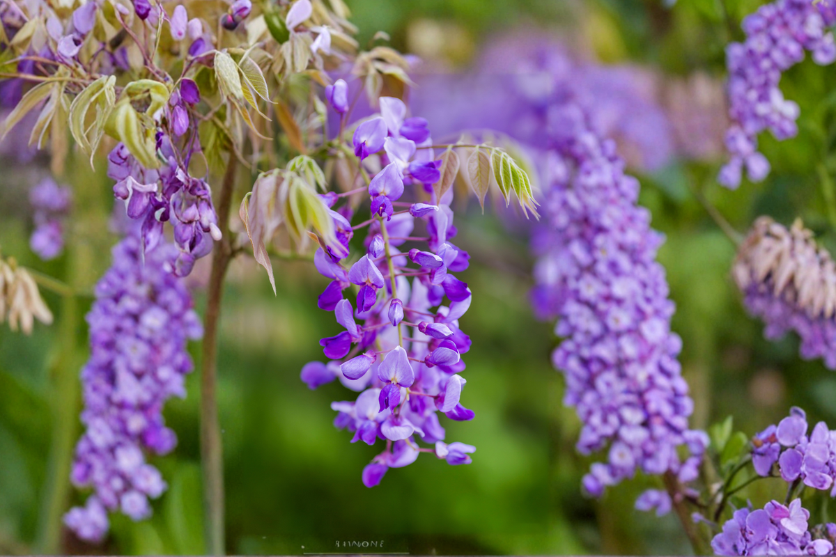Amethyst Falls Wisteria Live Plant – Climbing Vine in 1/2 Gallon Pot with Lavender Purple Flowers, Wisteria frutescens