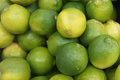 Mexican Key Lime Tree Sapling 3–4 Inches Citrus aurantiifolia Edible Landscape Container Plant
