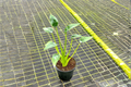 Alocasia Tiny Dancer Live Plant, 4-Inch Pot, Tropical Houseplant, Unique Curved Stems, Indoor Foliage, Rooted Starter Plant