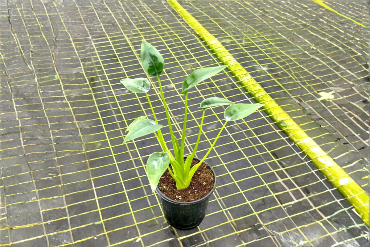 Alocasia Tiny Dancer Live Plant, 4-Inch Pot, Tropical Houseplant, Unique Curved Stems, Indoor Foliage, Rooted Starter Plant