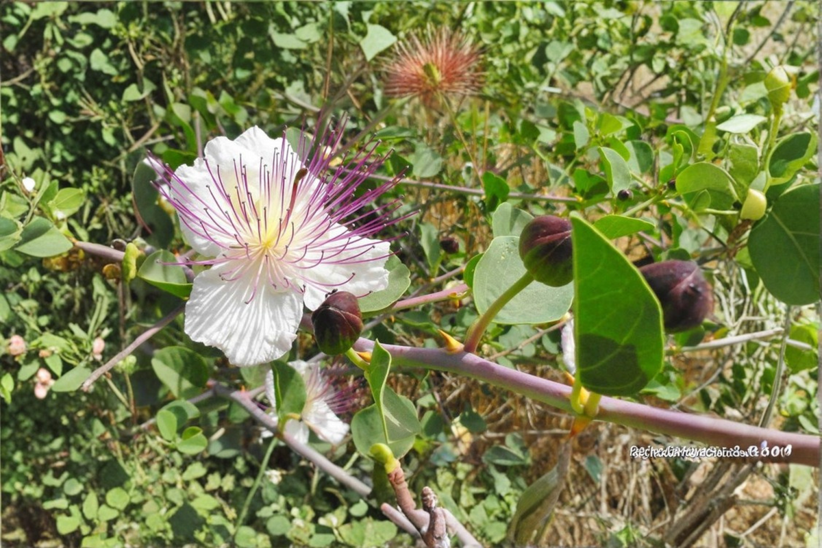 Spineless Caper Plant Live 1 Gallon Pot, Capparis spinosa, Drought Tolerant Mediterranean Shrub for Garden & Container