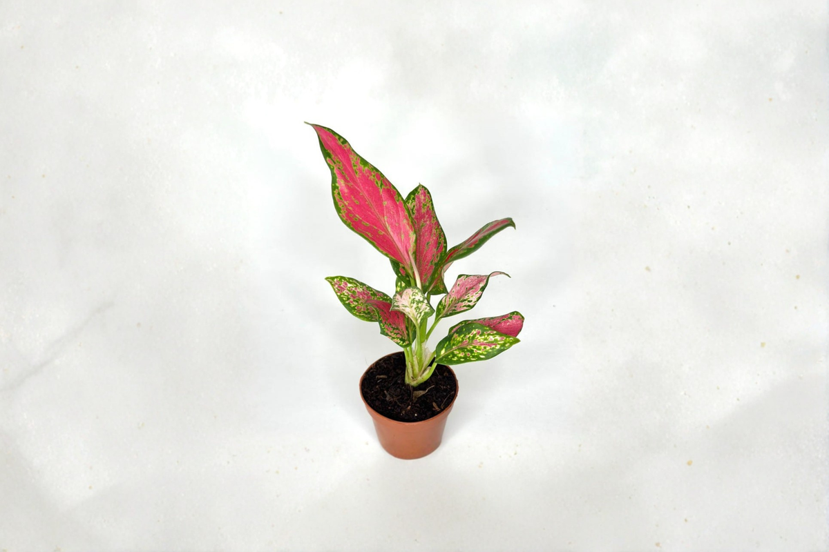 Red Angel Aglaonema Live Plant, 2 Inch Rooted Tropical Houseplant, Colorful Foliage, Beginner Friendly, Aglaonema 'Red Angel'