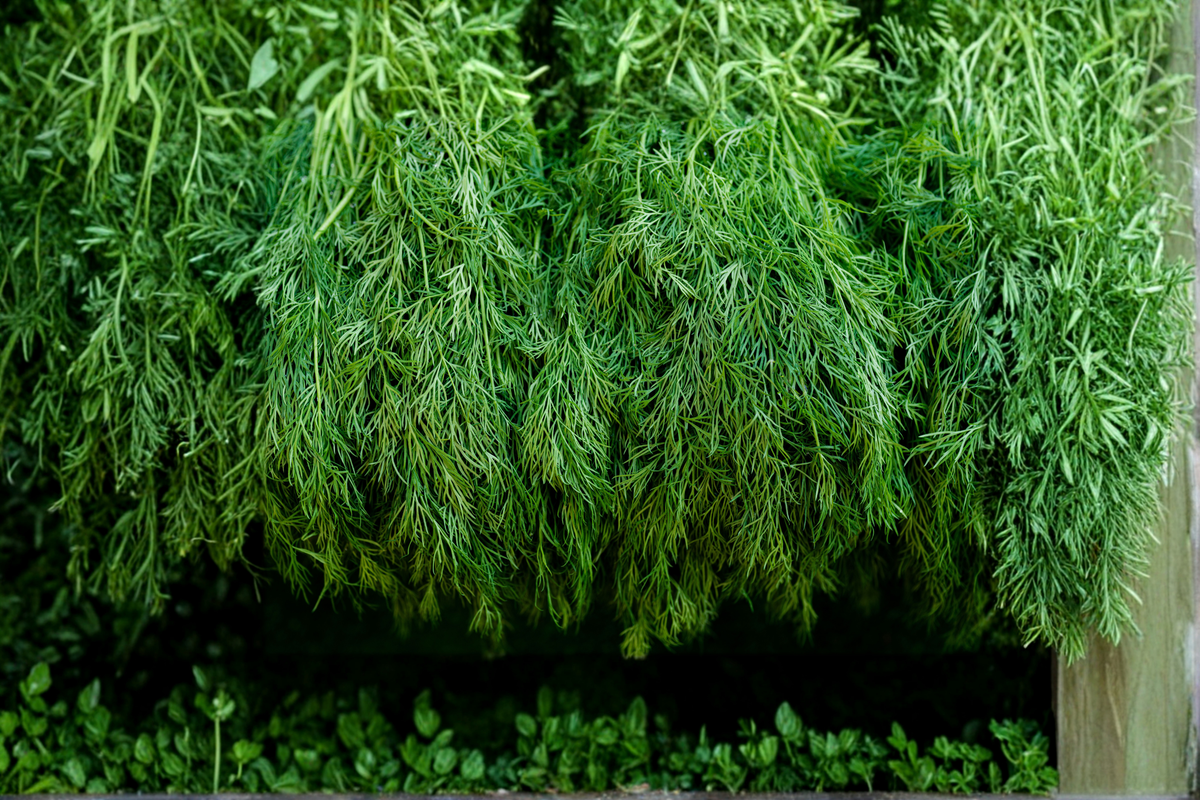 Herb Plant - Starter Dill (Anethum graveolens) - Green Foliage, Culinary Herb, Container Friendly