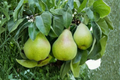 Semi-Dwarf Pear Tree Seeds, Pyrus communis, Compact Fruit Tree for Indoor Outdoor Garden