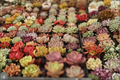12 Echeveria Succulent Plants Rooted Combo Pack – Assorted Rosette Varieties for Indoor & Container Gardening