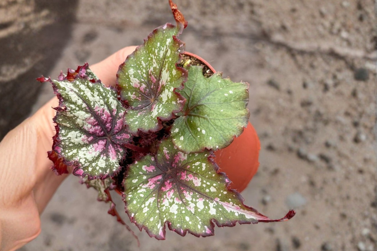 Begonia Rex Winter Ember Live Plant, 4-Inch Pot, Tropical Rex Begonia Foliage, Indoor Houseplant, Begonia rex-cultorum