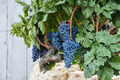 Dwarf Black Grape Seeds – Rare Vitis spp. Fruit Vine for Container & Outdoor Garden Growing