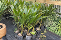 Malayan Dwarf Coconut Tree Live Plant – Tropical Palm, Compact, Cocos nucifera, 3ft+ Tall, Ornamental, Full Sun