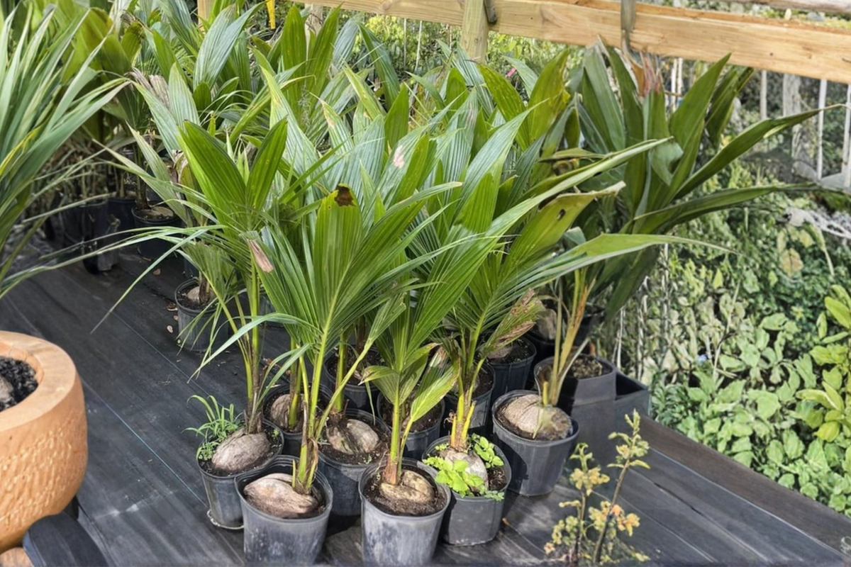 Malayan Dwarf Coconut Tree Live Plant – Tropical Palm, Compact, Cocos nucifera, 3ft+ Tall, Ornamental, Full Sun