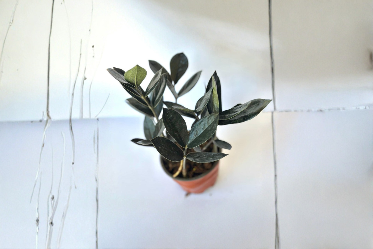 Black ZZ Plant Raven ZZ Indoor Houseplant - Fully Rooted, Low Light, Easy Care, Dark Foliage, Modern Decor, Gift