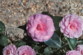 Japanese Camellia ‘Pink Parade’ 3 Gallon – Camellia japonica Pink Evergreen Flowering Shrub for Shade Gardens