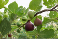Kadota Fig Tree Live Plant – 4-6 Ft Green Figs, Ficus carica, Backyard Orchard, Outdoor Edible Fruit Tree