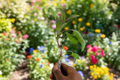 Purple Sage Live Plant, 5-7 Inch Perennial Herb, Salvia officinalis, Purple-Green Foliage, Full Sun, Well-Draining Soil