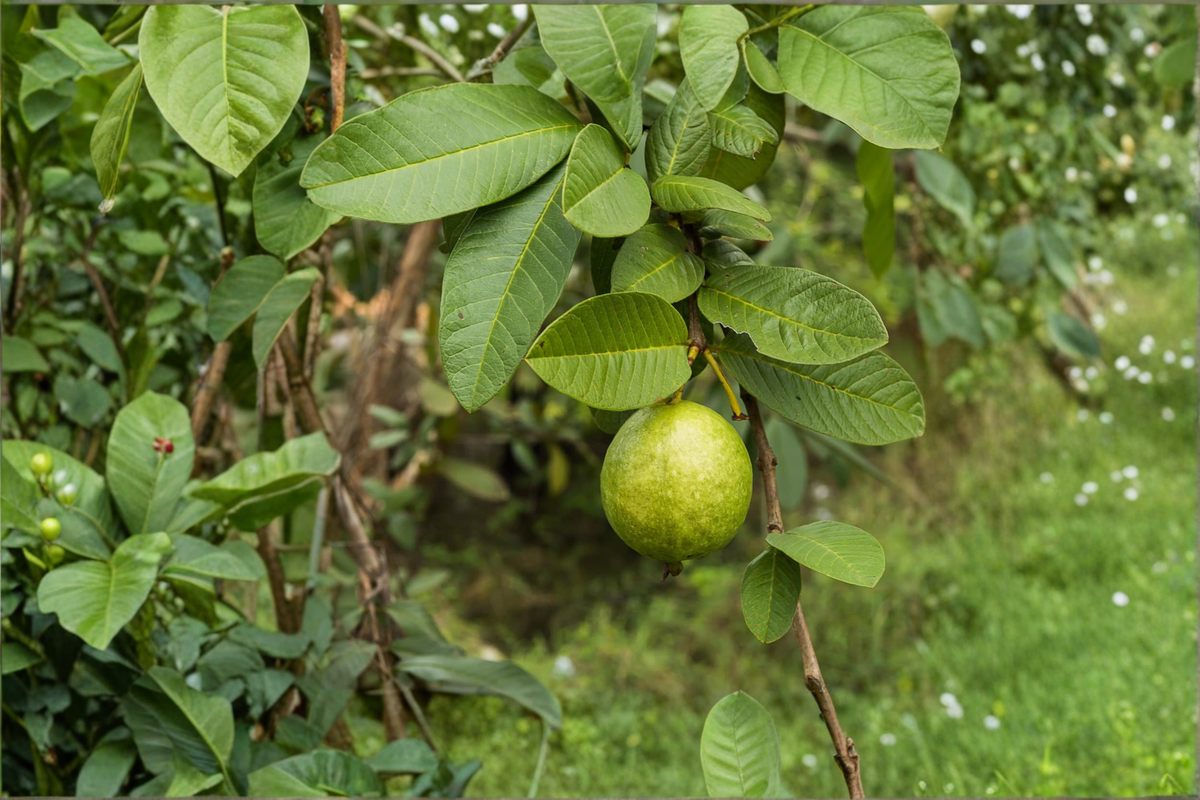 Giant Guava Seeds - Psidium guajava - Tropical Fruit Plant for Container & Outdoor Gardens