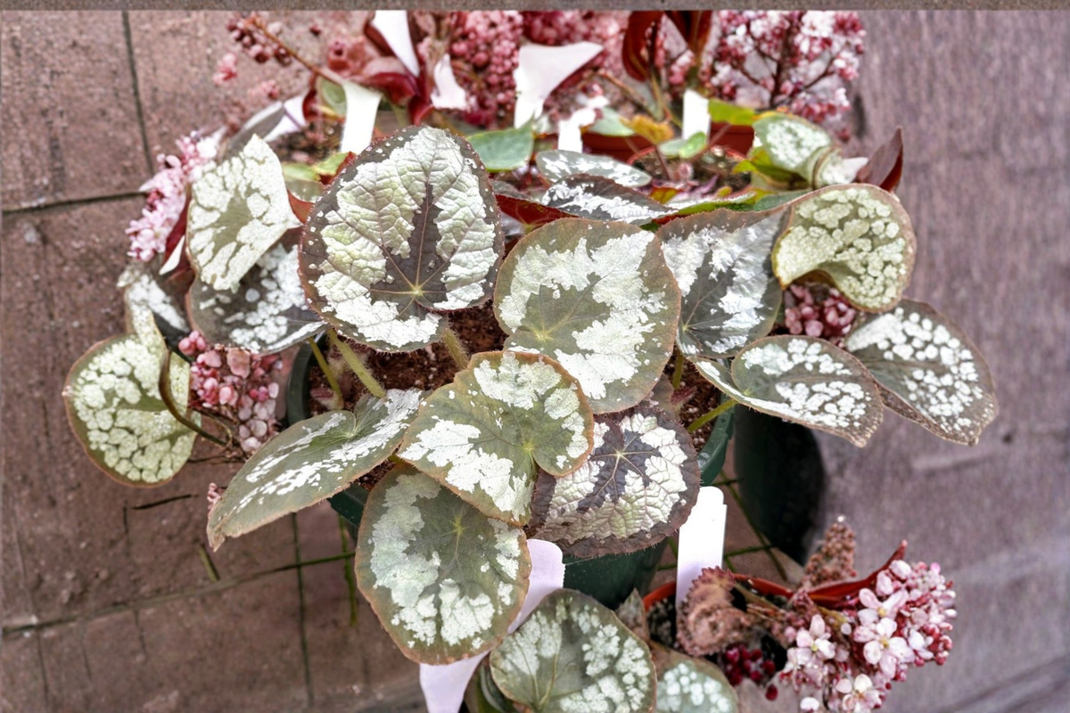 Rare Begonia Sykakiengi Live Plant in 4-Inch Pot, Tropical Houseplant with Textured Green Foliage