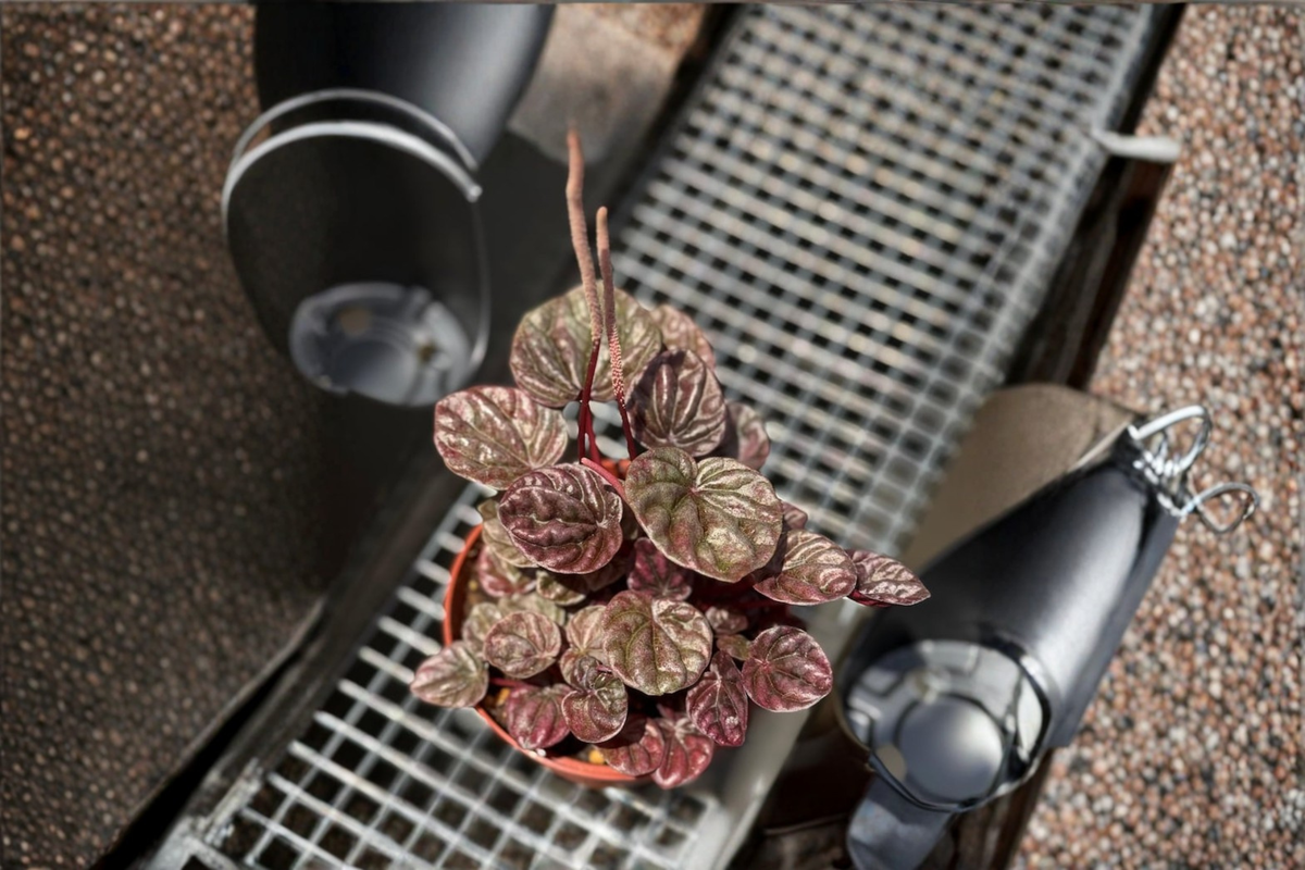 Peperomia Schumi Red Live Plant, Red Ripple Foliage, Indoor Houseplant, Tropical, Starter Plant, Peperomia caperata