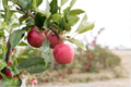 Dwarf Gala Apple Tree Seeds – Compact Malus domestica Variety for Home Gardening & Container Planting, 5 Seeds
