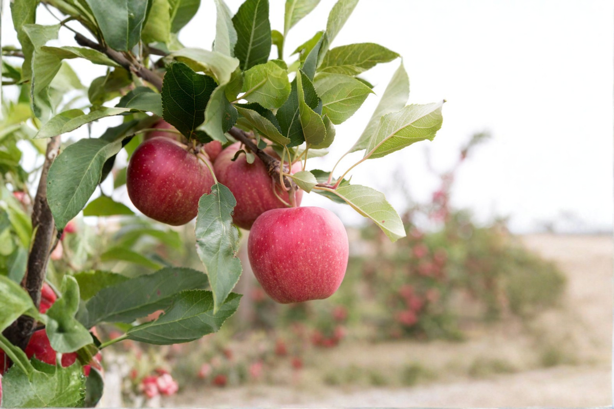 Dwarf Gala Apple Tree Seeds – Compact Malus domestica Variety for Home Gardening & Container Planting, 5 Seeds