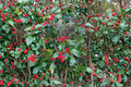 Miss Helen American Holly Live Plant – 12 Inch Ilex opaca Female Evergreen Tree with Red Berries