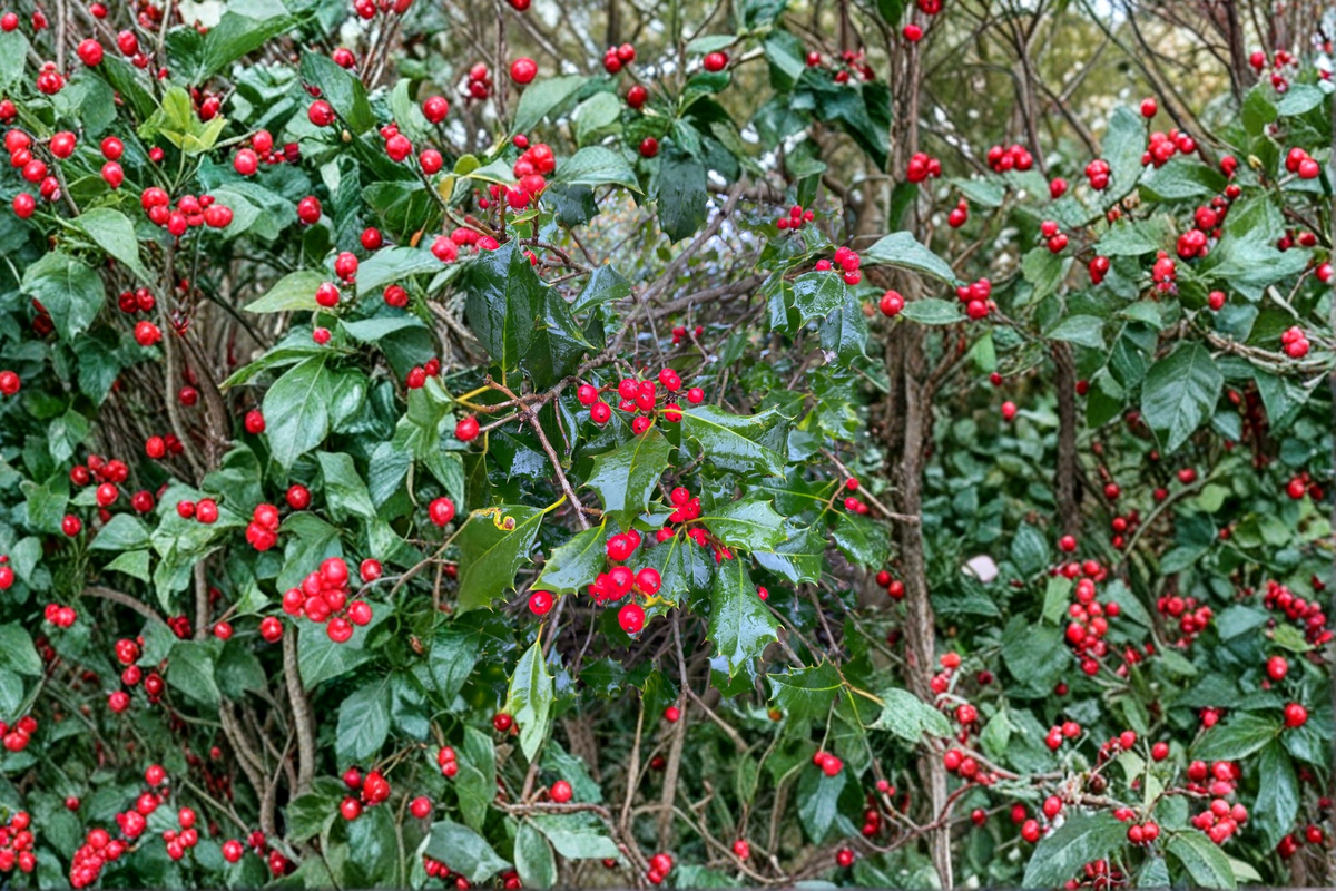 Miss Helen American Holly Live Plant – 12 Inch Ilex opaca Female Evergreen Tree with Red Berries
