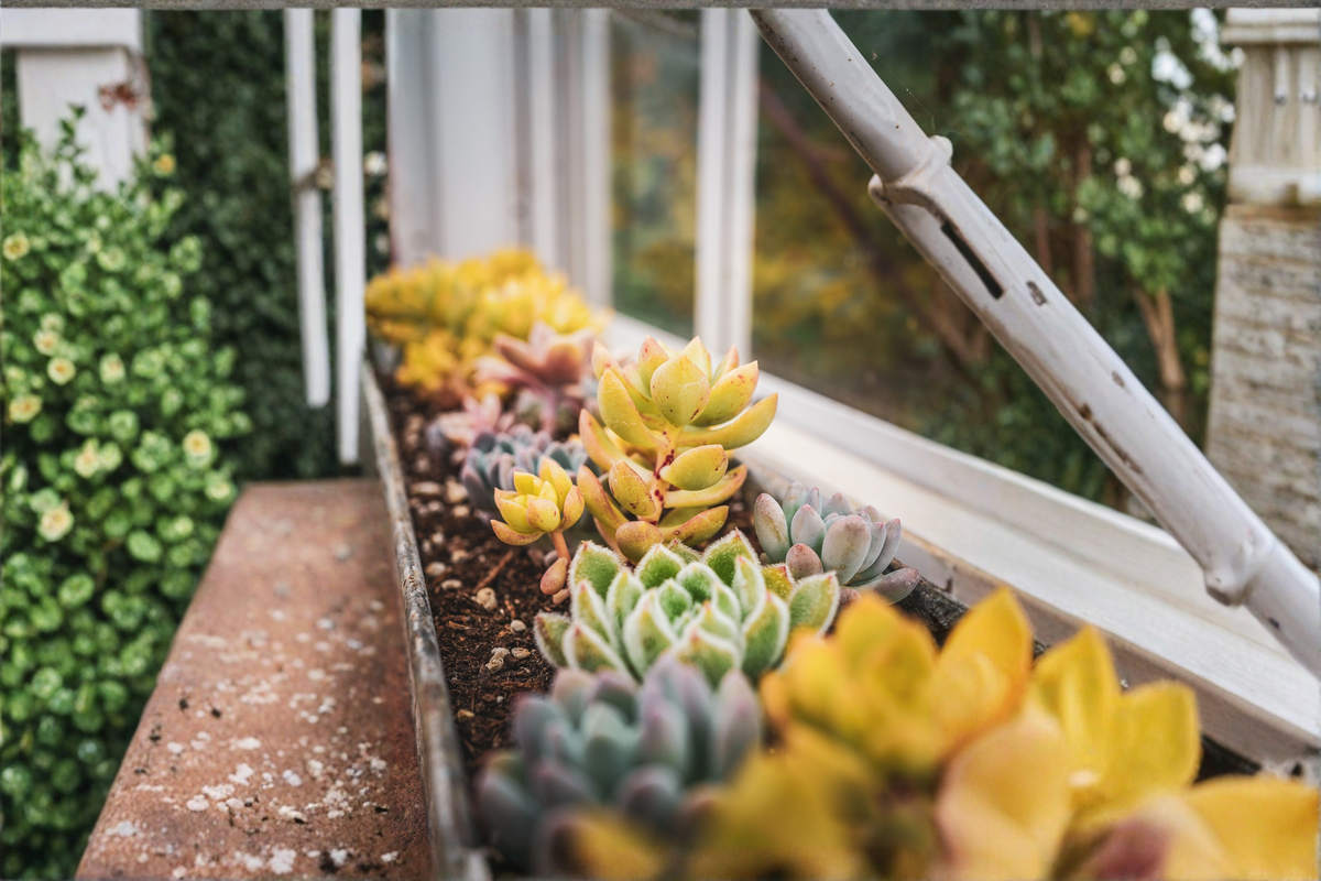 Echeveria 'Ulakla' Live Bare Root Succulent Plant 3–3.5 Inch Rare Rosette for Containers & Gardens