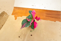 Alternanthera Party Time Live Plant – Pink & Green Foliage Indoor Outdoor Tropical Houseplant