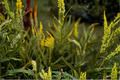 Culver's Root Live Plants Set of 3 | Native Perennial | White Flowers | Veronicastrum virginicum | 1 Quart Pots