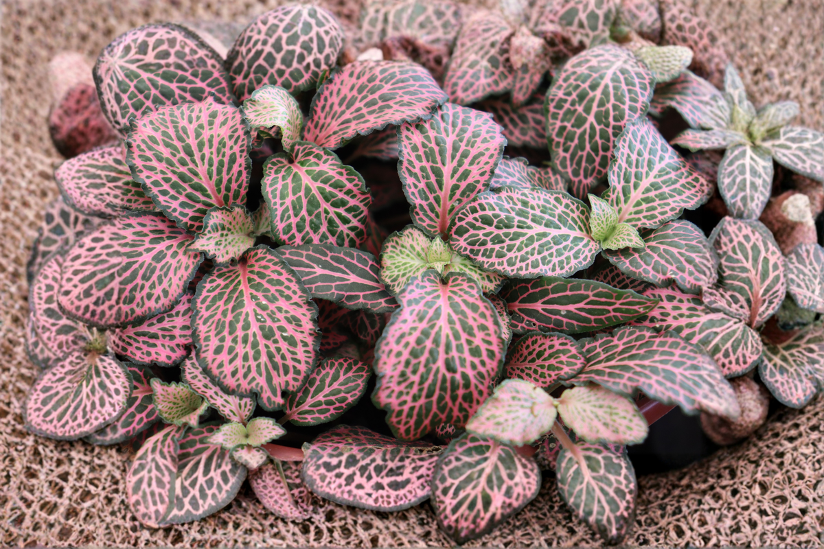 Pink Fittonia Nerve Plant Live Houseplant | Indoor Tropical Foliage | Pink Veined Fittonia albivenis