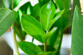 Live ZZ Plant in 4-Inch Pot, Zamioculcas zamiifolia, Indoor Houseplant with Glossy Green Foliage