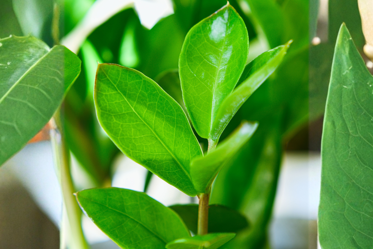 Live ZZ Plant in 4-Inch Pot, Zamioculcas zamiifolia, Indoor Houseplant with Glossy Green Foliage