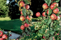 Scarlet Sentinel Columnar Apple Tree - Dwarf Grafted Fruit Tree for Small Gardens & Containers, Malus domestica