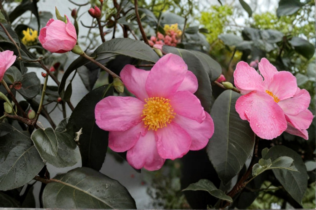 Cold Hardy Camellia ‘Winter’s Star’ 1 Gallon - Pink Fall Bloom Evergreen Shrub for Zone 6