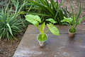 Syngonium Golden Allusion Indoor Houseplant – Rooted 2-Inch Starter Plant with Golden Arrowhead Foliage