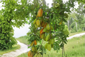 Grafted Starfruit Tree 3-4ft Tropical Carambola Averrhoa carambola Live Plant