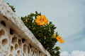 Yellow Sunny Wind Hibiscus Live Plant – 1-1.5 Ft Tall, Hibiscus rosa-sinensis Flowering Shrub for Garden & Patio