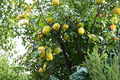 Dwarf Quince Seeds – Cydonia oblonga – Compact Fruit Tree for Indoor & Outdoor Gardening Pack of 10