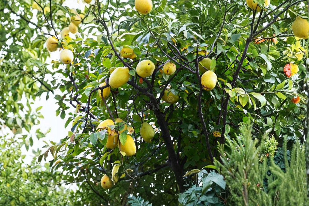 Dwarf Quince Seeds – Cydonia oblonga – Compact Fruit Tree for Indoor & Outdoor Gardening Pack of 10