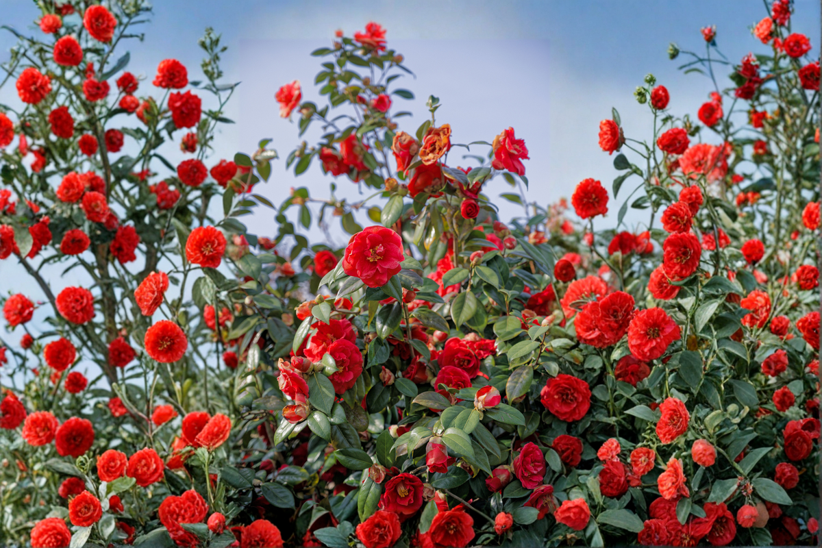 Glenn Camellia Japonica Live Starter Plant - Evergreen Flowering Shrub - Unique Bloom Color - Ornamental Garden Plant