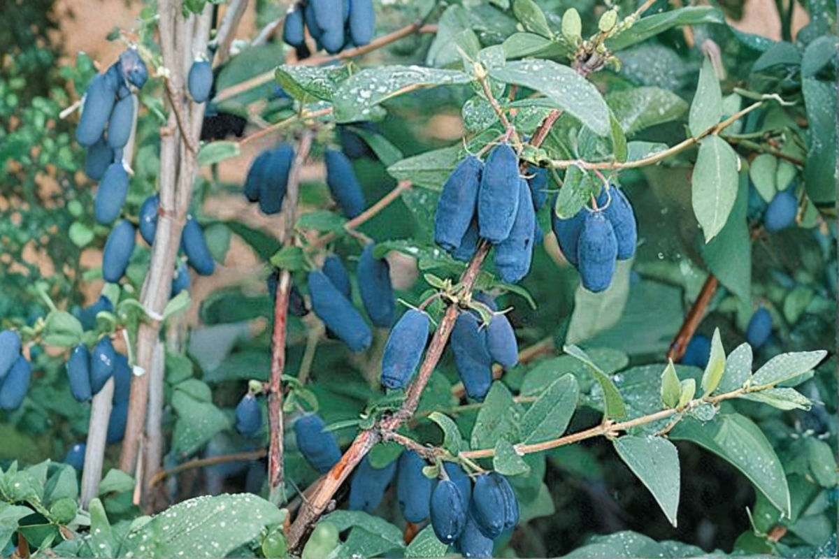 Blue Forest Honeyberry Plant – 1 Gallon Potted Fruit Bearing Lonicera caerulea Shrub for Edible Gardens