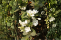 Live Jasmine Plant 10 Inches Tall in 3.5 Inch Pot – Fragrant White Flowering Houseplant – Garden, Patio, Indoor, Outdoor