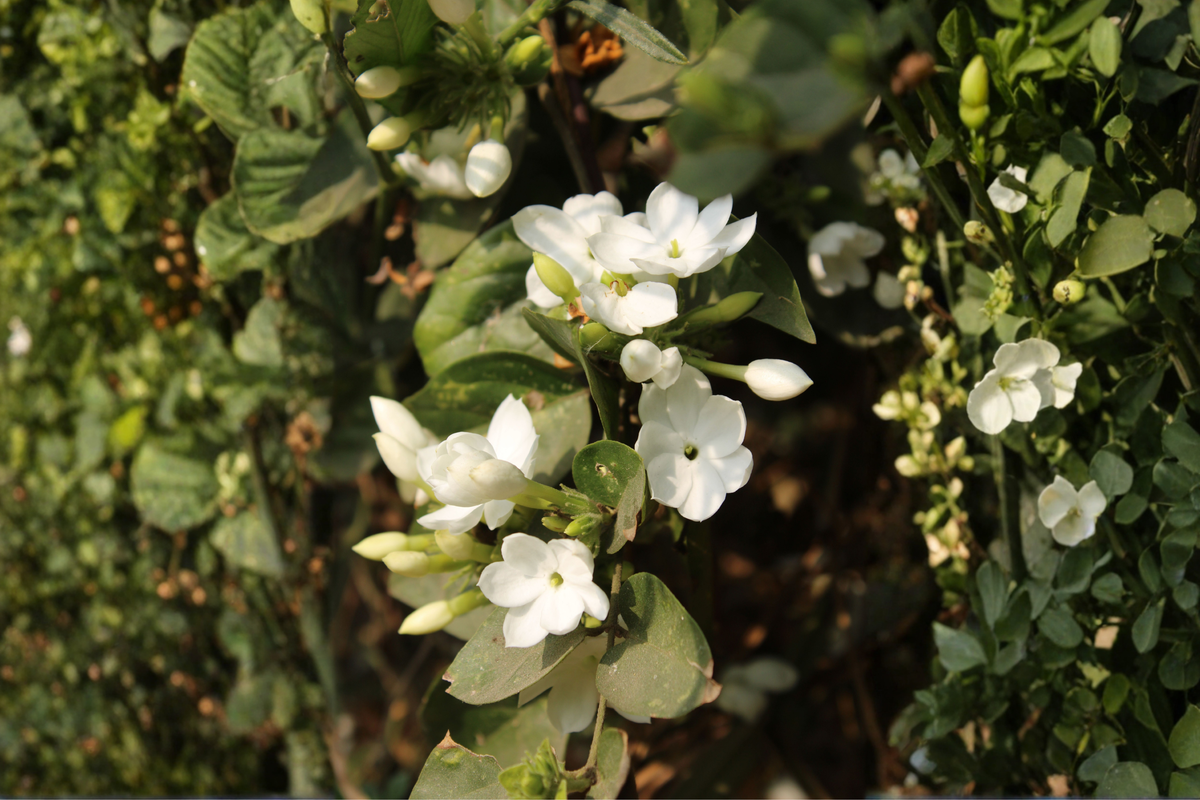 Live Jasmine Plant 10 Inches Tall in 3.5 Inch Pot – Fragrant White Flowering Houseplant – Garden, Patio, Indoor, Outdoor