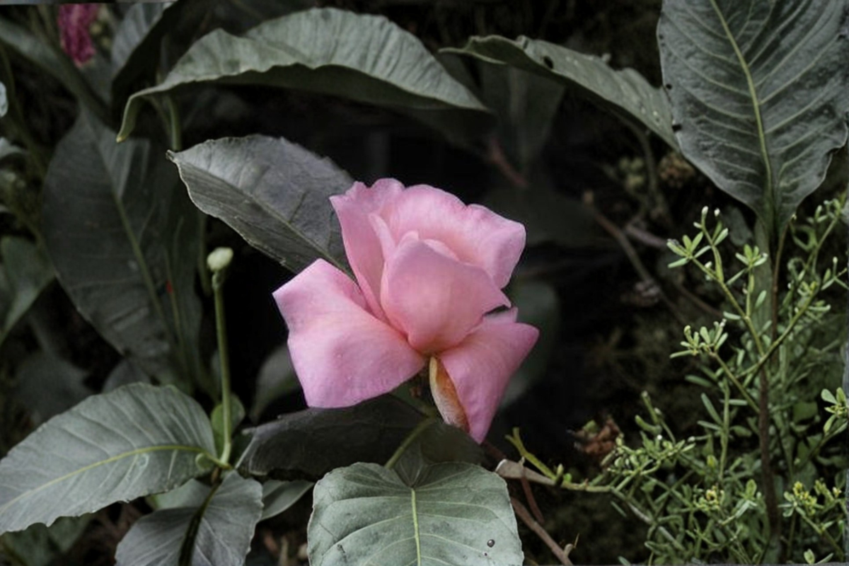 Cold Hardy Camellia ‘Ashton’s Pride’ 3 Gallon – Pink Evergreen Flowering Shrub for Zone 6, Shade Garden, Hardy Hybrid Camellia