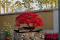 Bloodgood Japanese Red Maple Seeds - Acer palmatum ‘Bloodgood’ Ornamental Tree for Bonsai, Garden & Indoor Use
