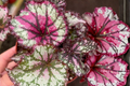 Begonia Rex Prismatic Blush Live Plant, 4-Inch Pot, Tropical Rex Begonia with Pink, Silver & Green Foliage