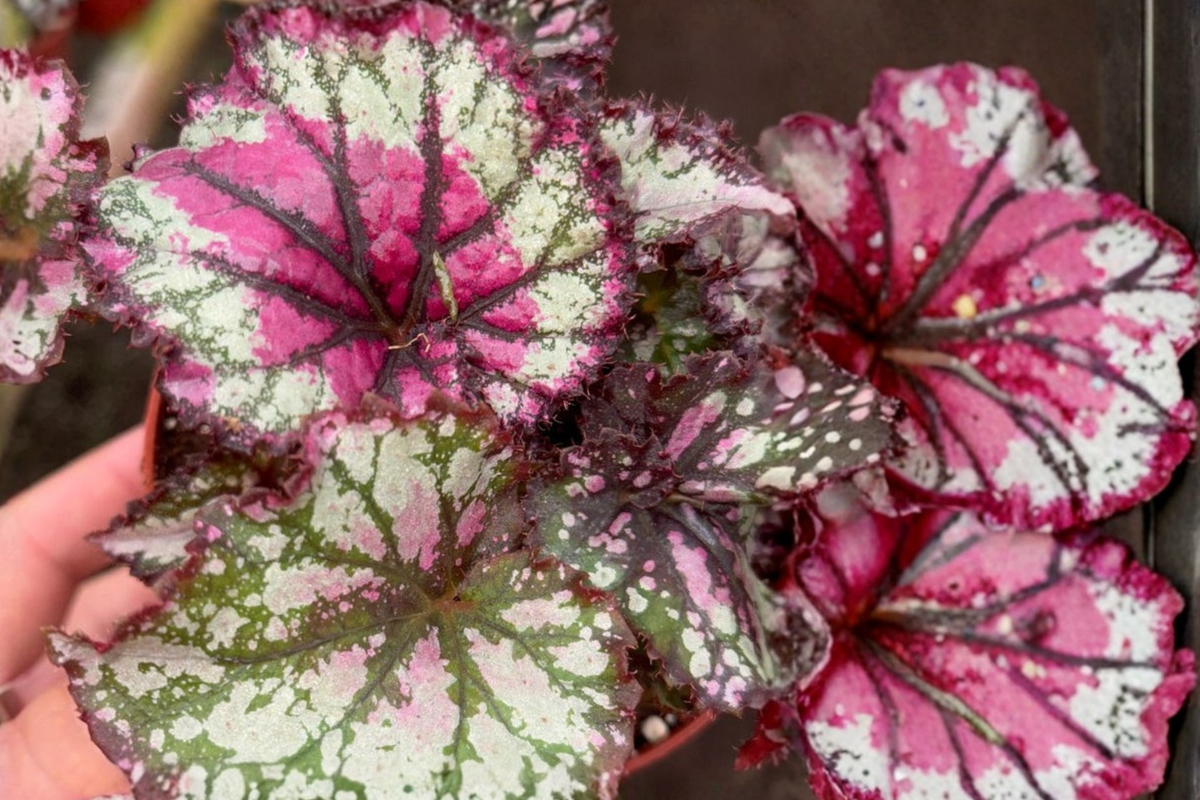 Begonia Rex Prismatic Blush Live Plant, 4-Inch Pot, Tropical Rex Begonia with Pink, Silver & Green Foliage