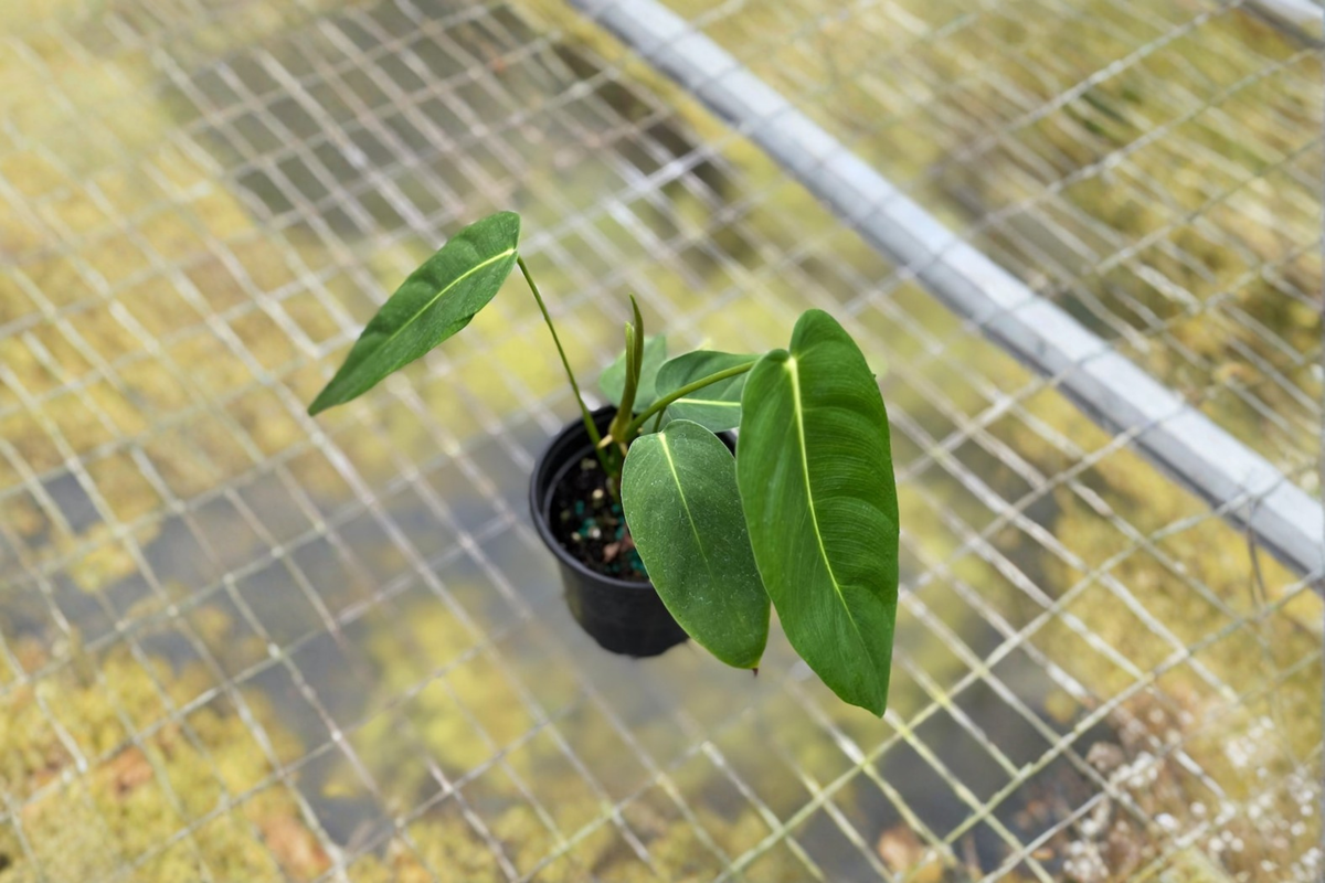 Philodendron Esmeraldense Narrow Live Plant 4-Inch Rooted Tropical Houseplant Indoor Decor Gift
