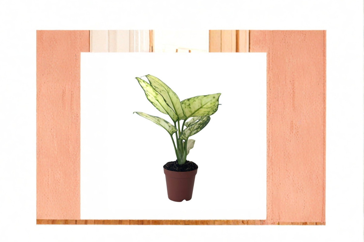 Aglaonema Super White Live Plant, 2-Inch Rooted Chinese Evergreen Indoor Houseplant, White and Green Foliage